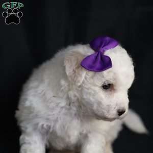 Bridget, Bichon Frise Puppy